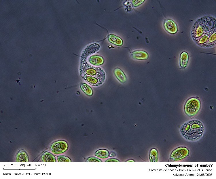 Chlamydomonas sp. #2634