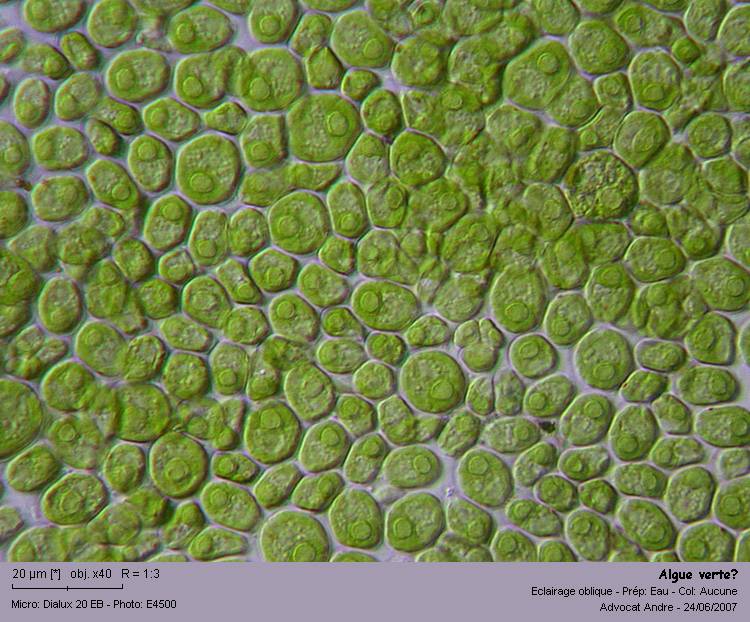 Chlamydomonas sp. #2627