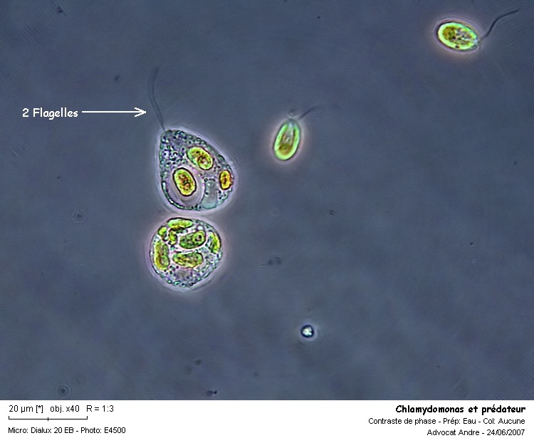 Chlamydomonas sp. #2635