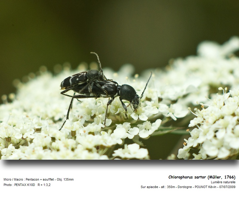 Chlorophorus sartor (Müller, 1766) #11535