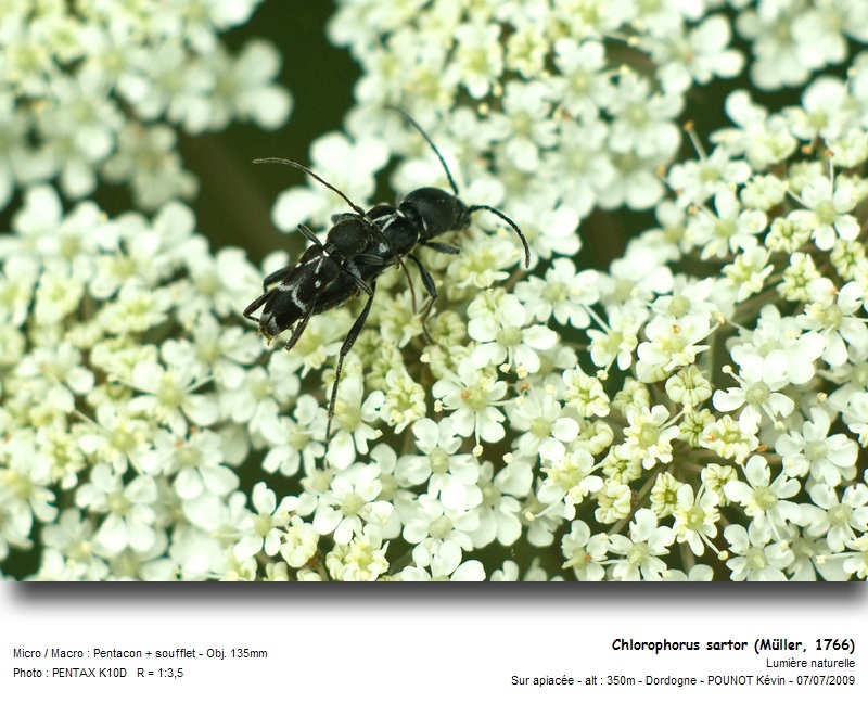 Chlorophorus sartor (Müller, 1766) #11534