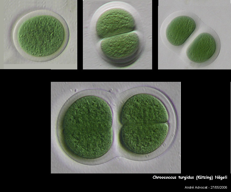 Chroococcus turgidus (Kützing) Nägeli #28149