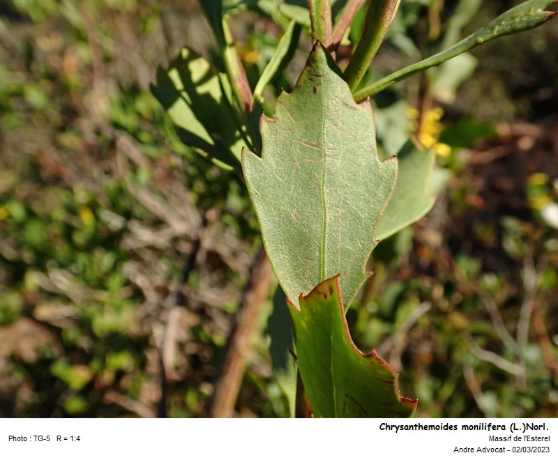 Chrysanthemoides monilifera (L.)Norl. #73858