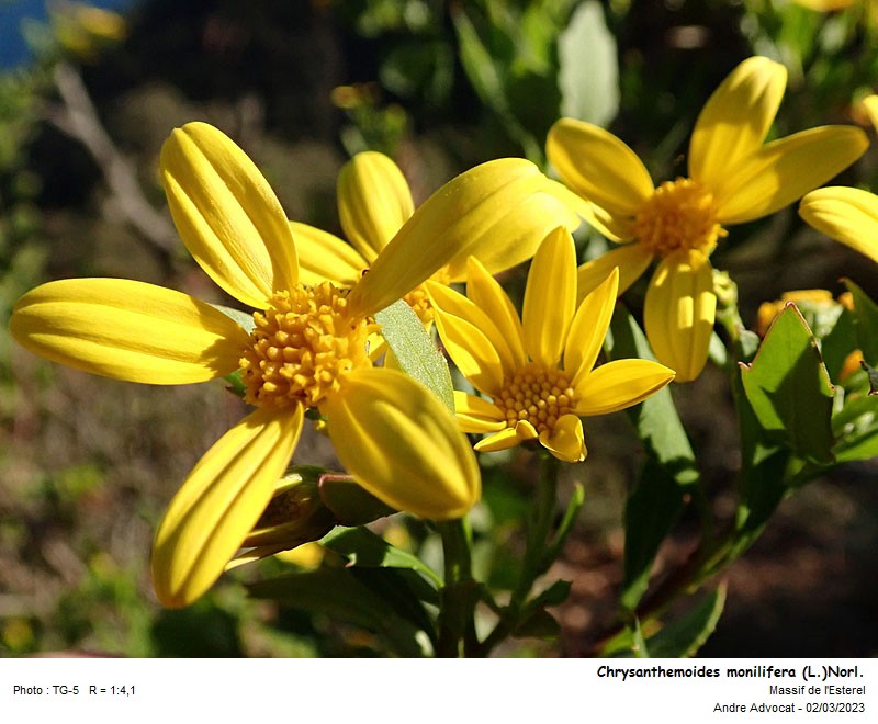 Chrysanthemoides monilifera (L.)Norl. #73857