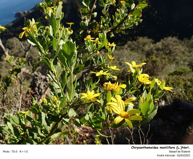 Chrysanthemoides monilifera (L.)Norl. #73856