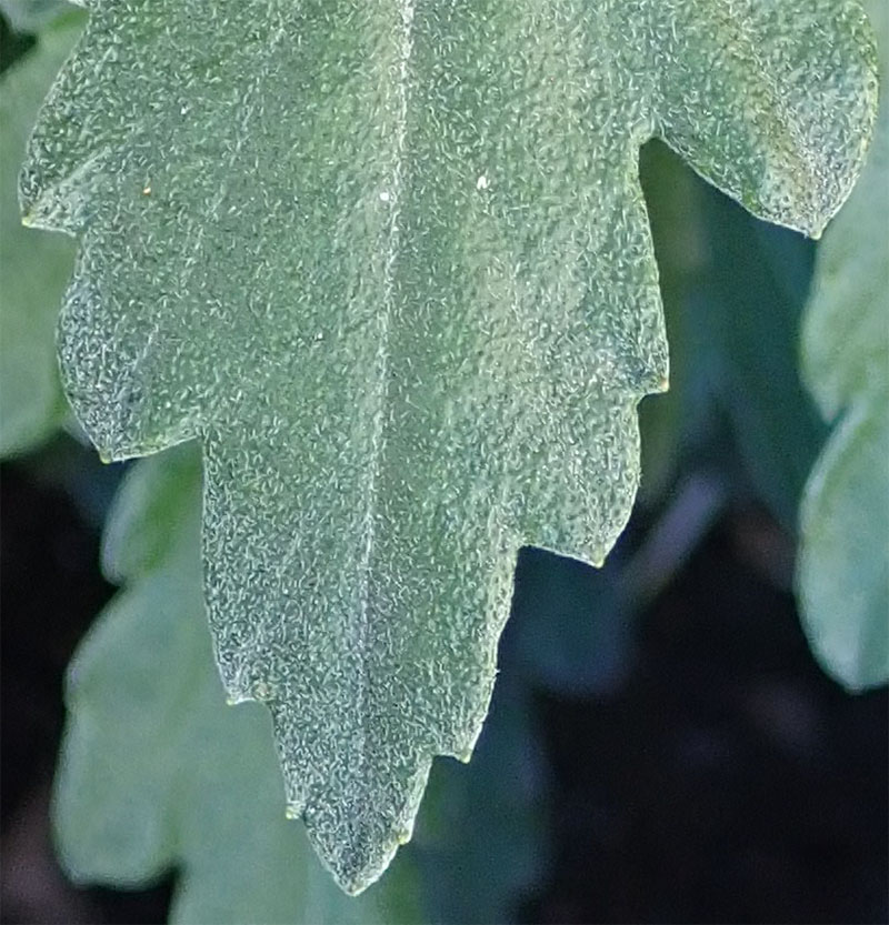Chrysanthemum indicum #77181