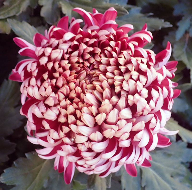 Chrysanthemum indicum #77182