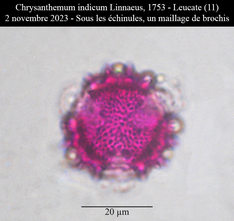 Chrysanthemum indicum #77185