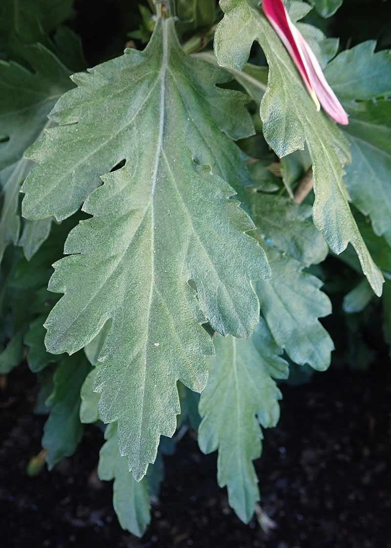 Chrysanthemum indicum #77180