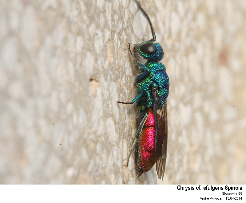 Chrysis cf. refulgens Spinola  (Une guêpe coucou ) #37718