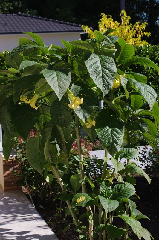 Chrysodeixis chalcites (ESPER).  sur Datura de décoration #47425