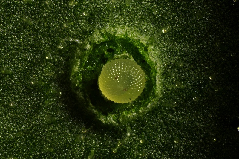 Chrysodeixis chalcites (ESPER).  sur Datura de décoration #47427