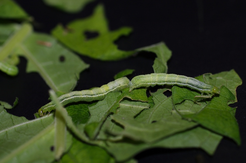 Chrysodeixis chalcites (ESPER).  sur Datura de décoration #47429