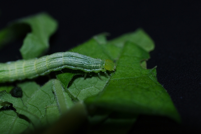 Chrysodeixis chalcites (ESPER).  sur Datura de décoration #47431