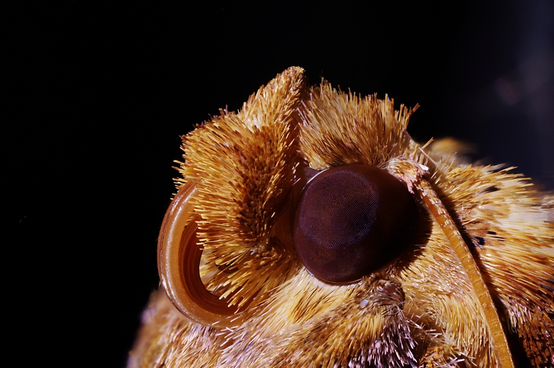 Chrysodeixis chalcites (ESPER).  sur Datura de décoration #47436