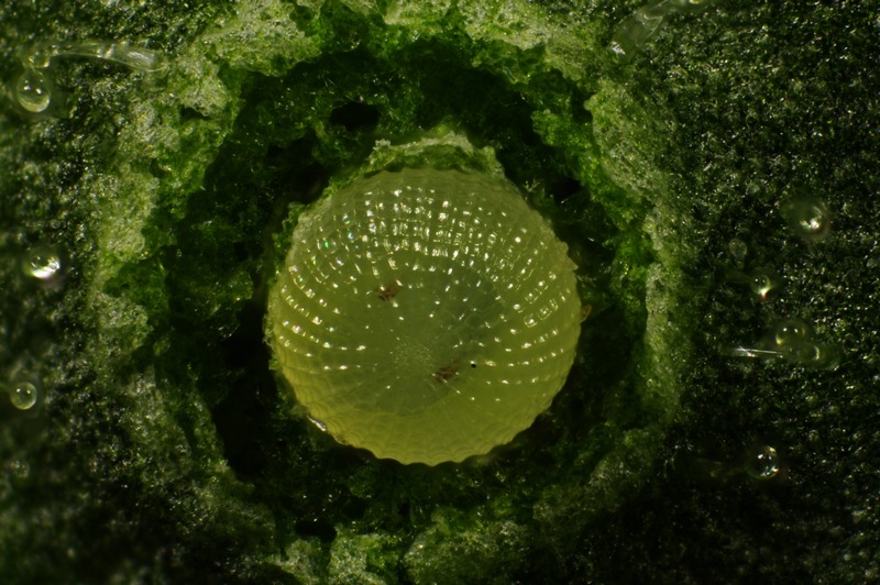 Chrysodeixis chalcites (ESPER).  sur Datura de décoration #47426