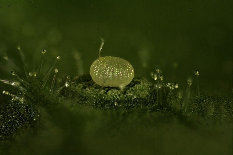 Chrysodeixis chalcites (ESPER).  sur Datura de décoration #47428