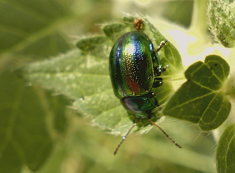 Chrysolina fastuosa #28735