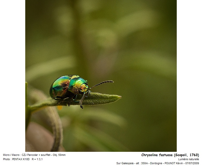 Chrysolina fastuosa (Scopoli, 1763) - Chrysomèle fastueuse #11543