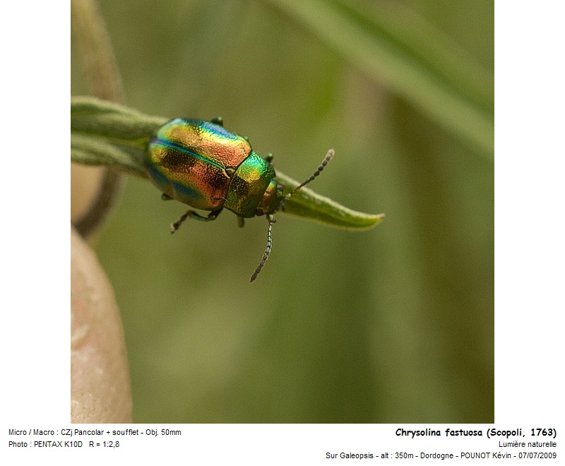 Chrysolina fastuosa (Scopoli, 1763) - Chrysomèle fastueuse #11544