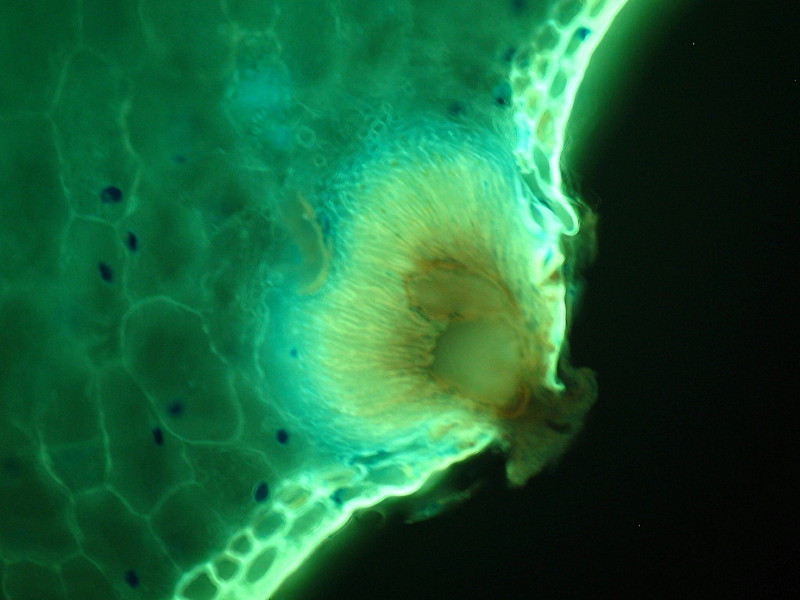 Chrysomyxa rhododendri - Epifluorescense blanc de calcofluor #5779