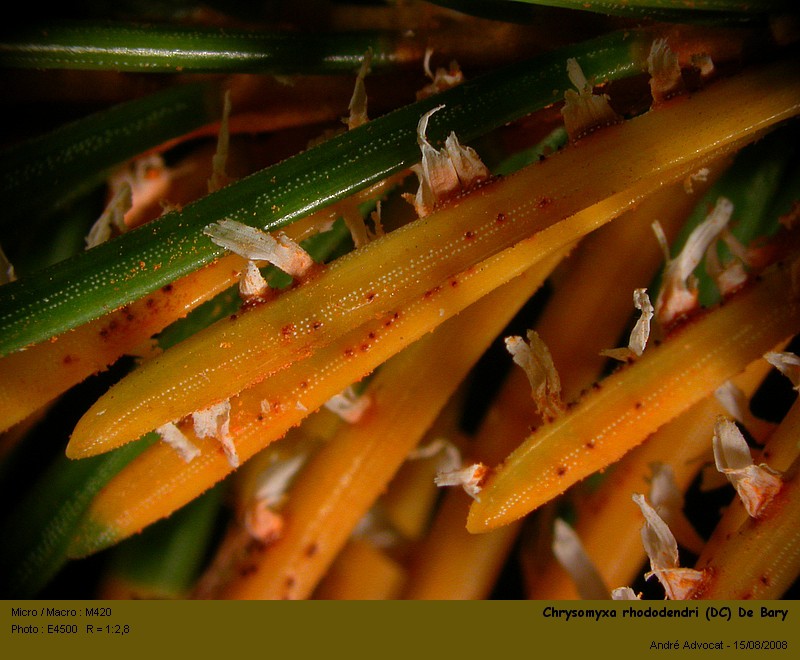 Chrysomyxa rhododendri (DC) De Bary (Rouille de l Epicea) #5104