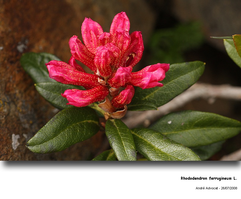 Chrysomyxa rhododendri (DC) De Bary (Rouille de l Epicea) #5108
