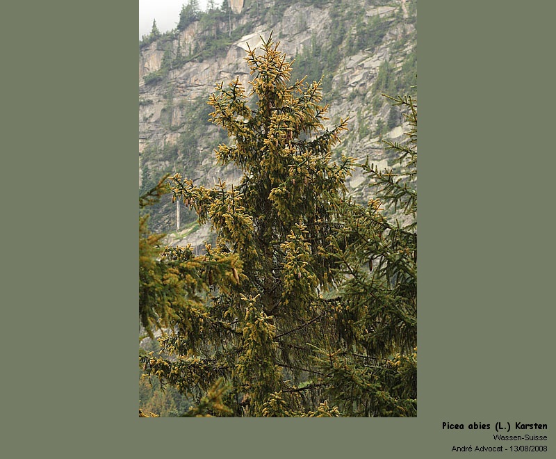Chrysomyxa rhododendri (DC) De Bary (Rouille de l Epicea) #5100