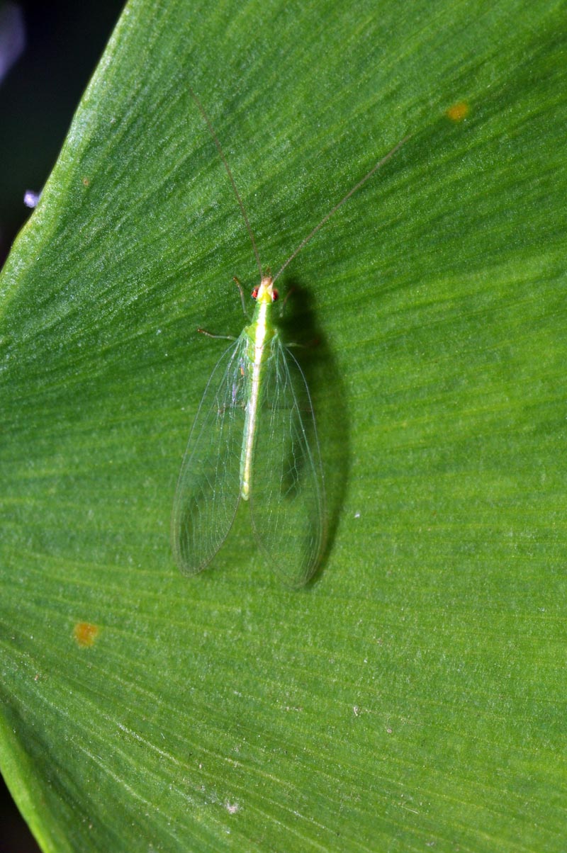 Chrysoperla carnea (Stephens, 1836), Neuroptère #41768