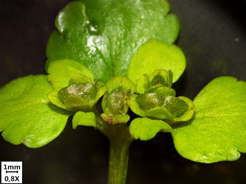 Chrysosplenium alternifolium L., 1753 - Dorine #70591