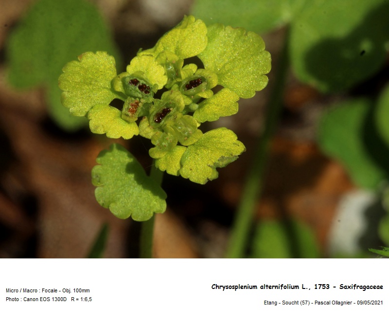 Chrysosplenium alternifolium L., 1753 - Dorine #70592