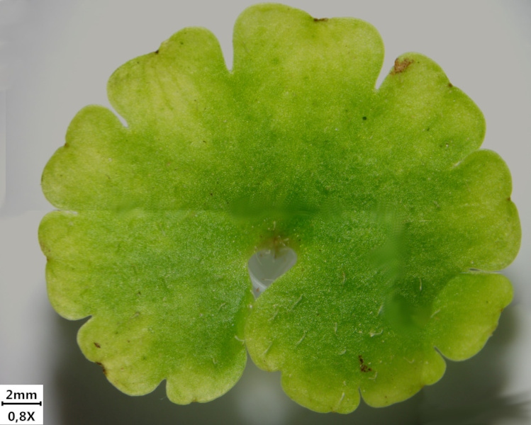 Chrysosplenium alternifolium L., 1753 - Dorine #70587