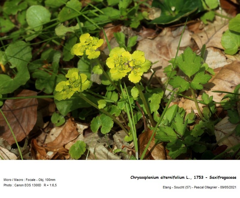 Chrysosplenium alternifolium L., 1753 - Dorine #70586