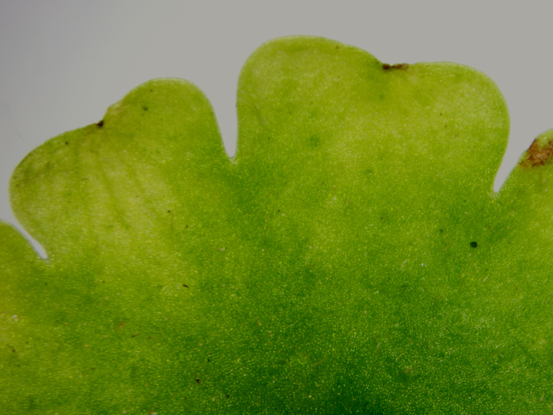 Chrysosplenium alternifolium L., 1753 - Dorine #70588