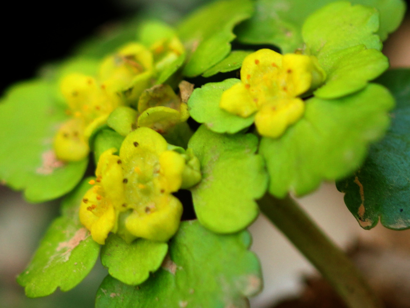 Chrysosplenium alternifolium L., 1753 - Dorine #70590
