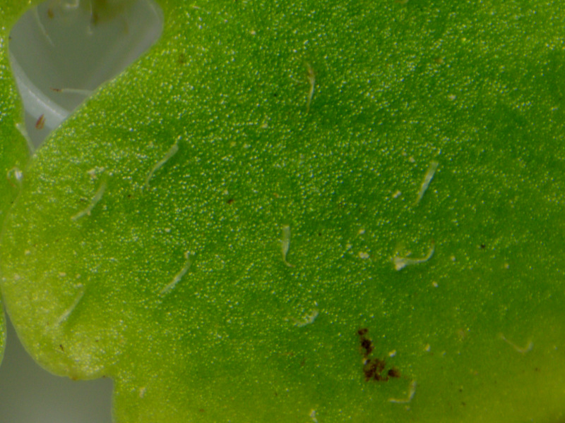Chrysosplenium alternifolium L., 1753 - Dorine #70589