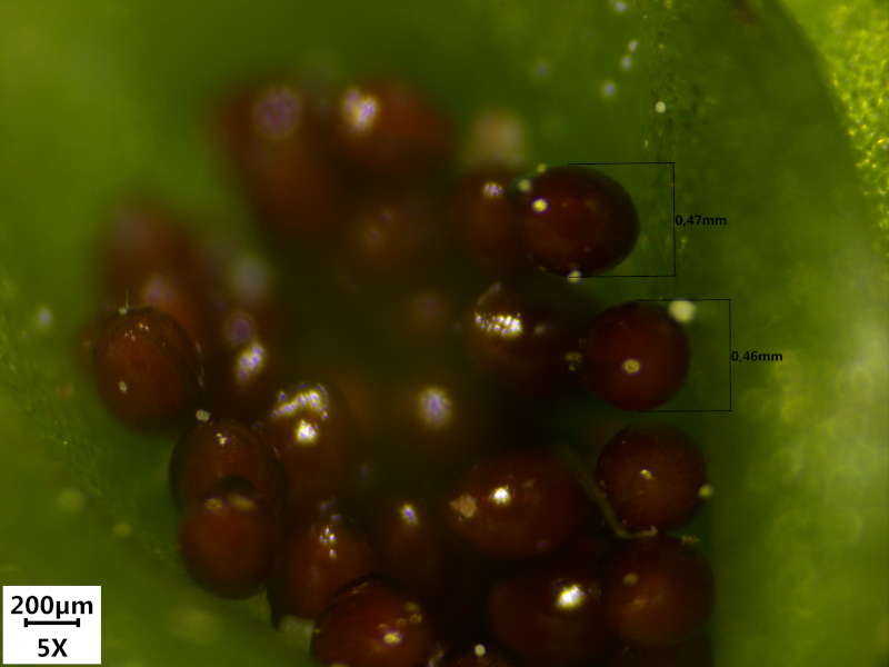 Chrysosplenium alternifolium L., 1753 - Dorine #70594
