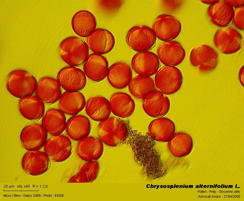 Chrysosplenium alternifolium L. (Dorine, pollen) #3501