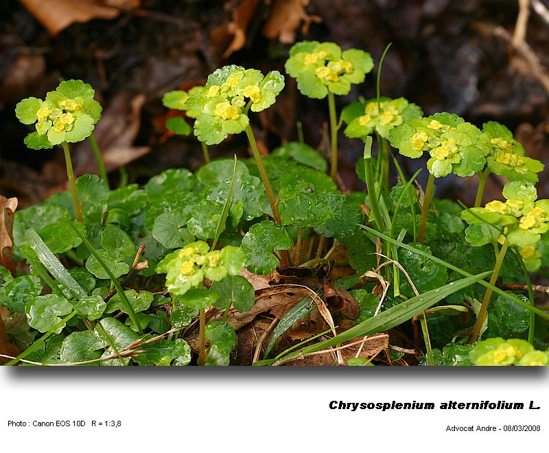 Chrysosplenium alternifolium L. (Dorine, pollen) #3499