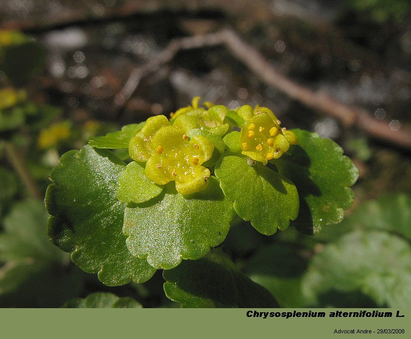 Chrysosplenium alternifolium L. (Dorine, pollen) #3500