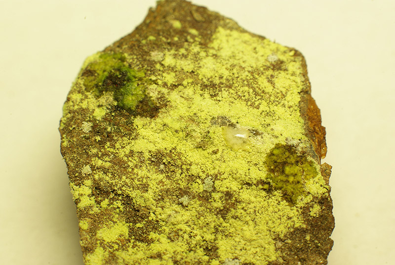 Chrysothrix chlorina (Ach.) Laundon #46517