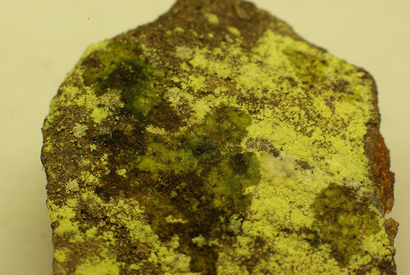 Chrysothrix chlorina (Ach.) Laundon #46518