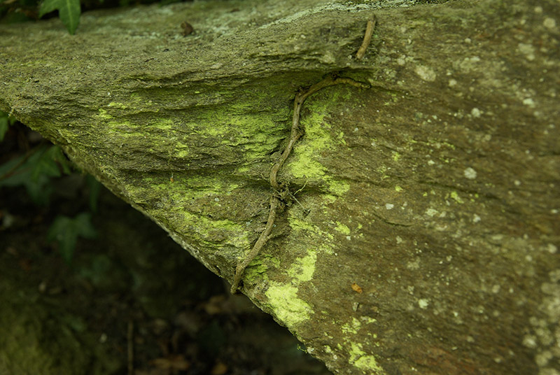 Chrysothrix chlorina (Ach.) Laundon #46516