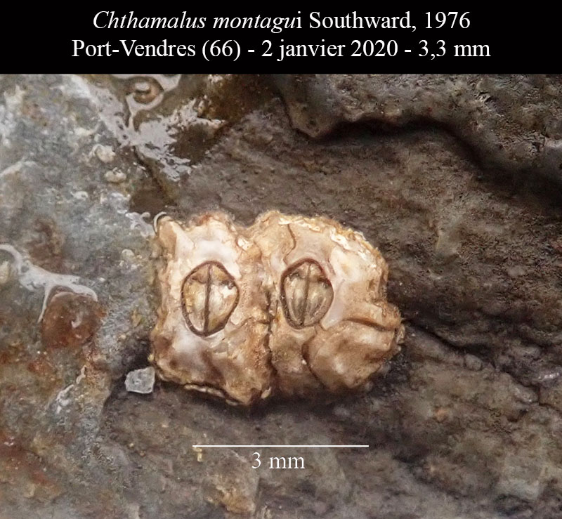 Chthamalus montagui #61571
