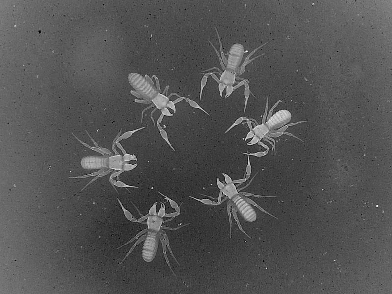 Chthonius ischnocheles - conciliabule #21819