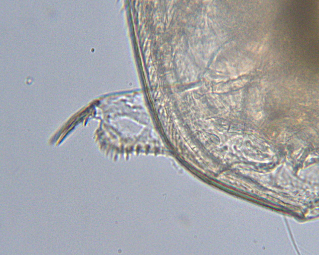 Chydorus cf sphaericus - Chydoridae - Cladocères #2663