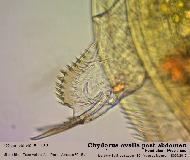 Chydorus ovalis Kurz, 1874 #27957