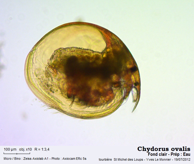 Chydorus ovalis Kurz, 1874 #27956