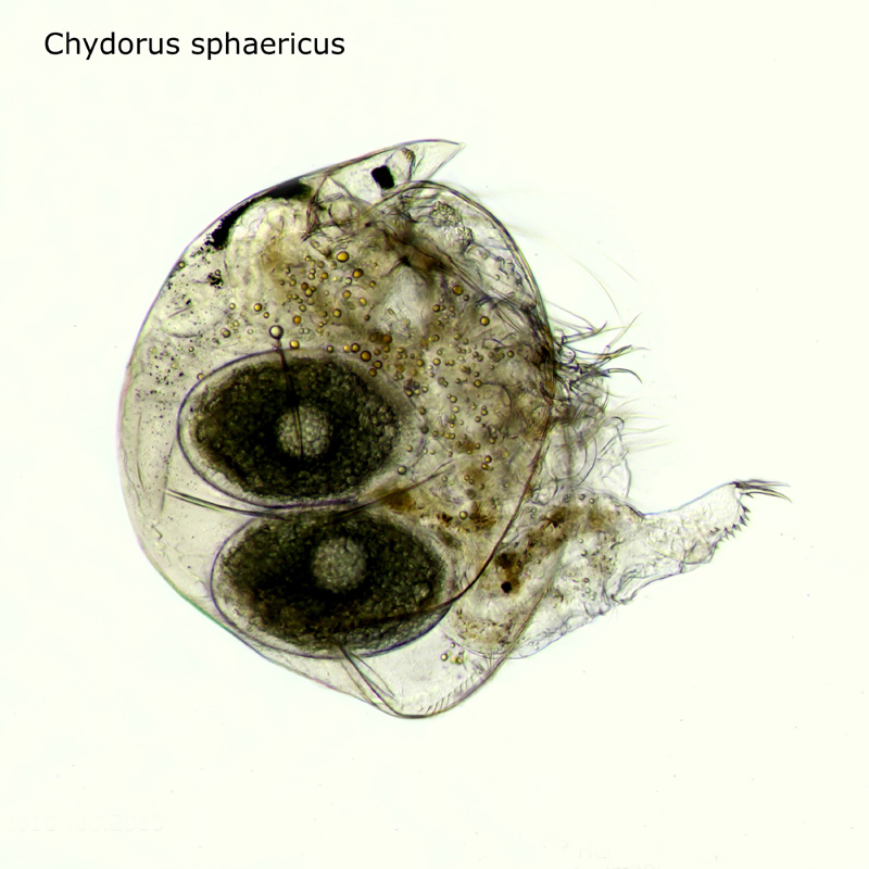 Chydorus sphaericus #18333
