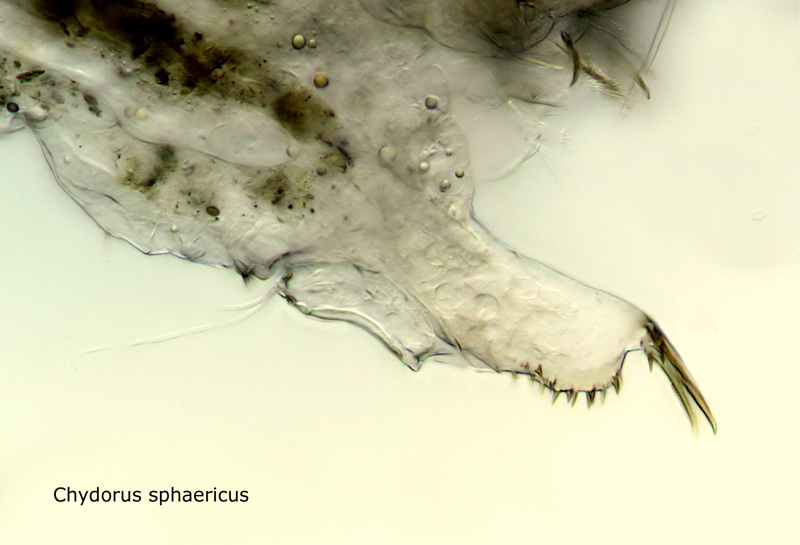 Chydorus sphaericus #18332